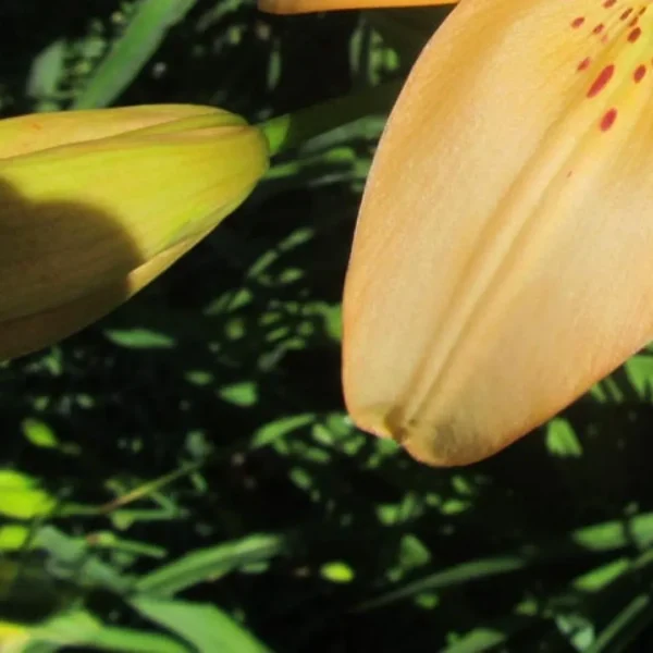Yellow lily flower in sunlight, green background.