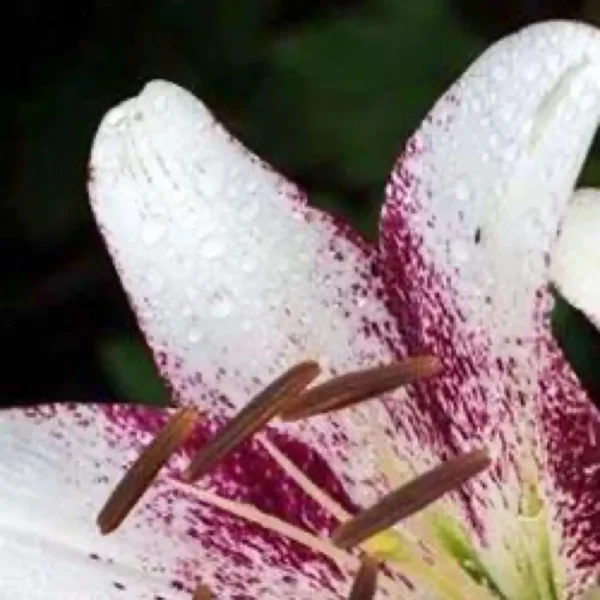 White and purple lily with water droplets