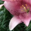 Close-up of pink speckled lily