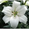 Close-up white lily with speckled center