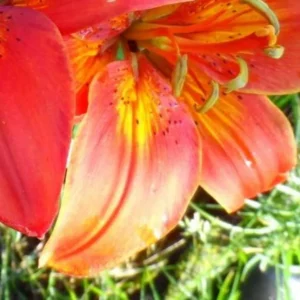 Close-up of orange-red lily petals