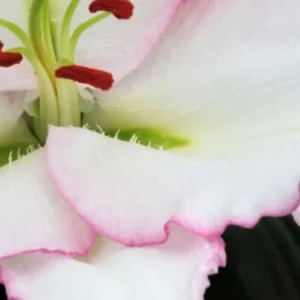 Close-up of white lily with pink edges