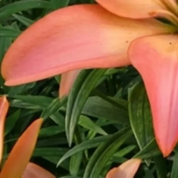 Orange lily petals against green foliage