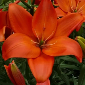 Vibrant orange lily bloom close-up