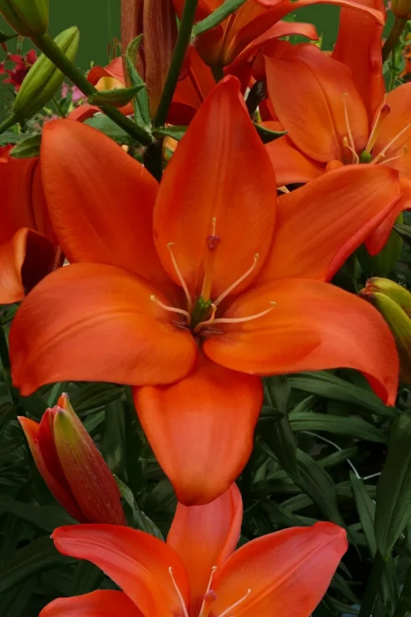 Vibrant orange lily bloom close-up