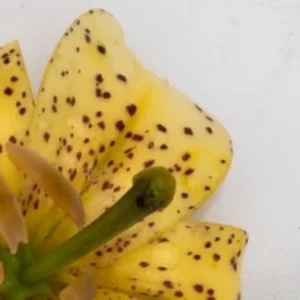 Close-up yellow spotted lily petal and pistil