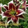 Burgundy and white double lily bloom