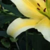 Yellow lily with green leaves.