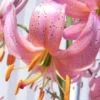 Pink lilies with spotted petals and stamens.