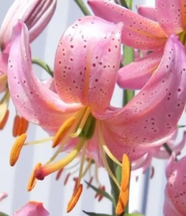 Pink lilies with spotted petals and stamens.