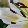 Close-up white lily stamens with brown anthers