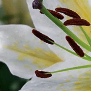 Close-up white lily stamens with brown anthers