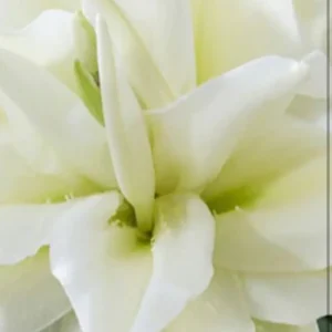 Close-up of creamy white flower with green center