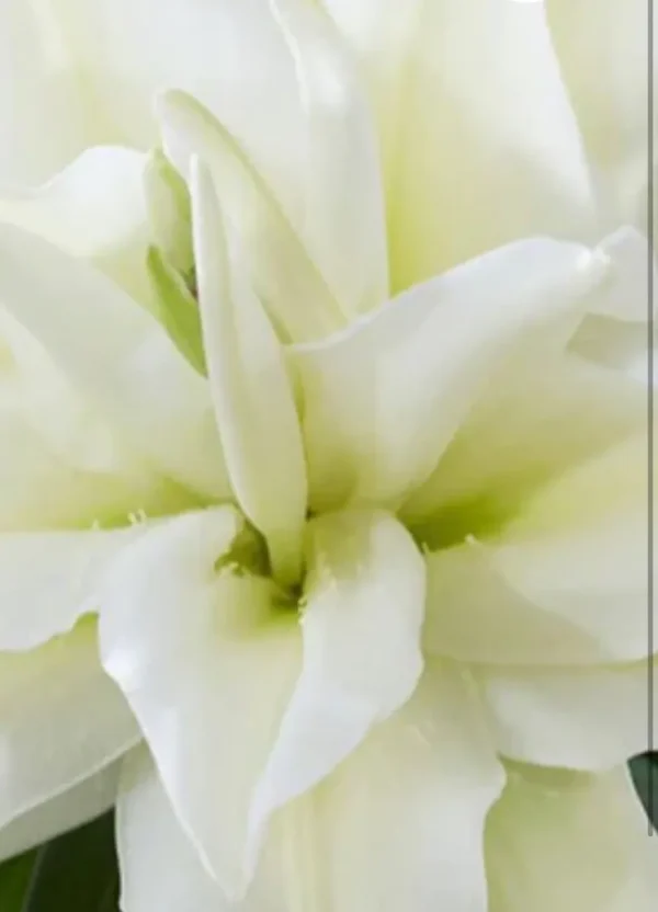 Close-up of creamy white flower with green center