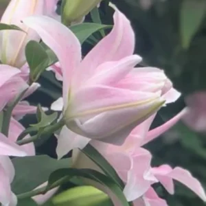 Delicate pale pink lily close-up