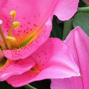 Speckled pink lily blossom with yellow stamens