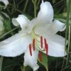 White lily with red stamens and leaves.