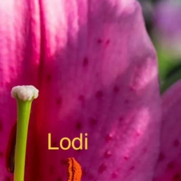 Close-up of pink lily flower petals.