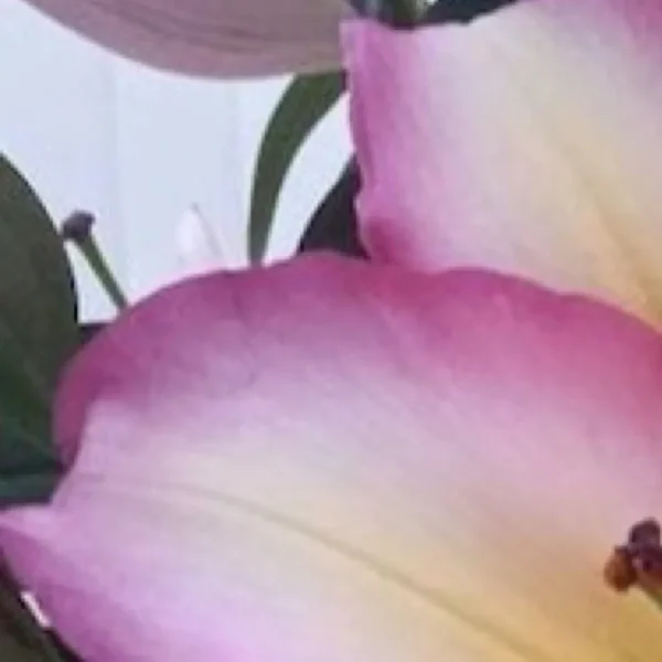 Close-up pink-edged white flower petals