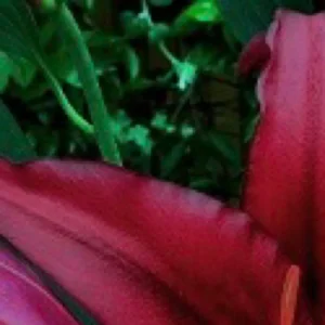 Close-up of vibrant red and green leaves.