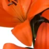 Orange lilies in close-up view.