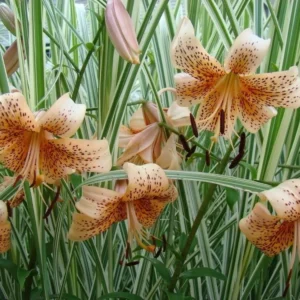 Orange lilies with striped green leaves.
