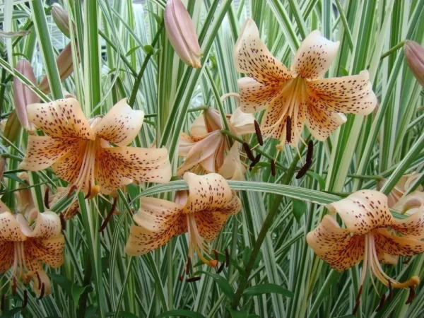 Orange lilies with striped green leaves.