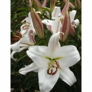White lilies with pink buds in garden.