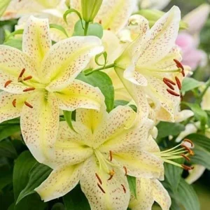 Yellow lilies with green leaves in bloom.