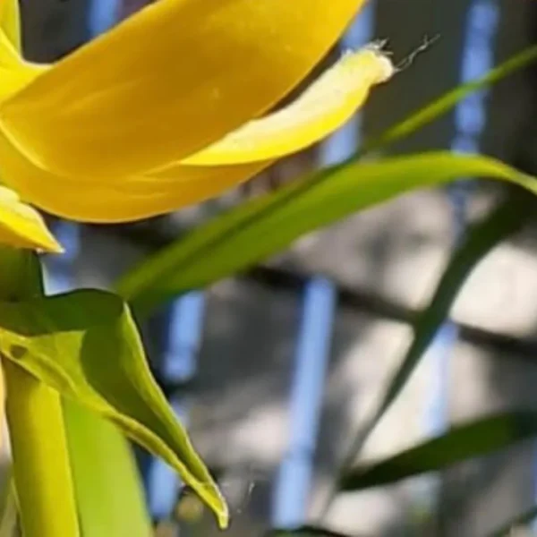 Close-up of a vibrant yellow flower.