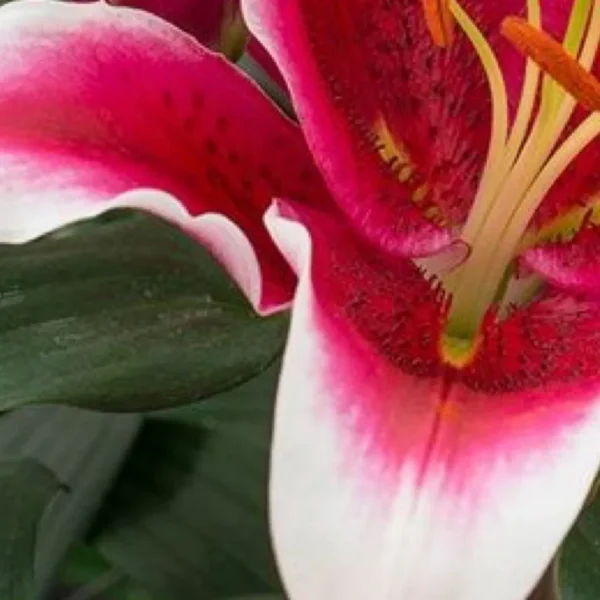 Vibrant pink and white lily in bloom.