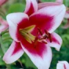Pink-centered white lily blossom close-up