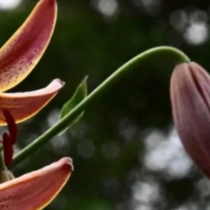 Pink lily with closed bud and leaves.