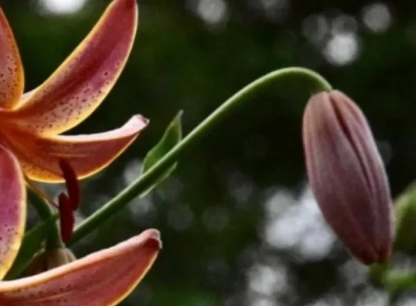 Pink lily with closed bud and leaves.