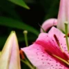 Pink lily with green background close-up.