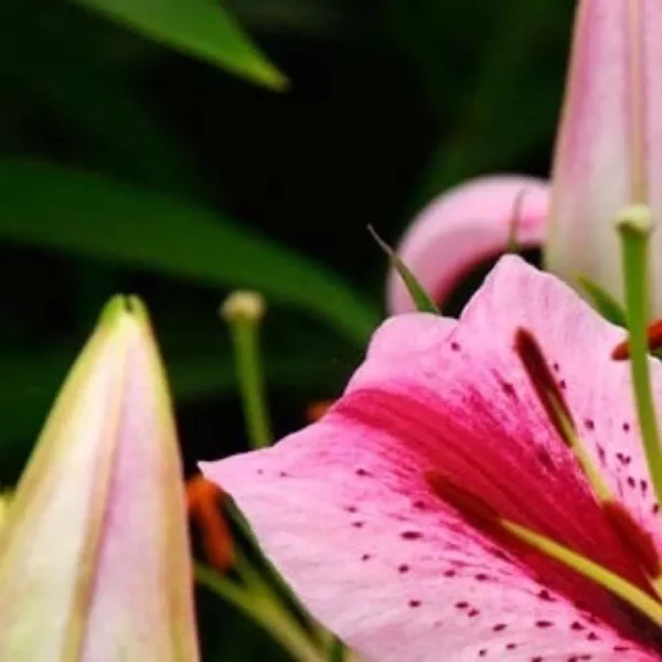 Pink lily with green background close-up.