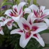 White lilies with vivid pink centers
