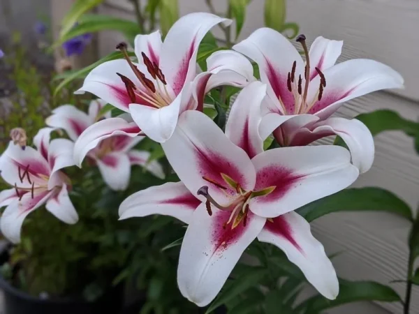 White lilies with vivid pink centers