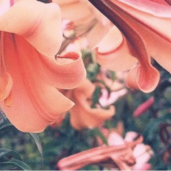 Close-up of peach-colored lily petals.