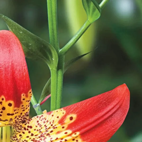 Red and yellow speckled lily flower.