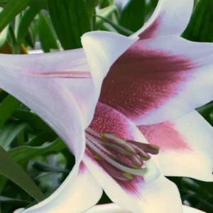 White lily with pink throat close-up