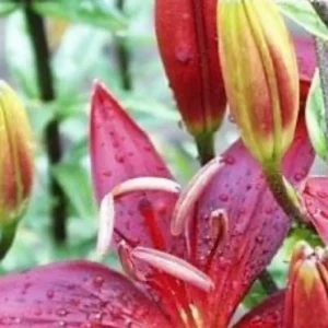 Red lilies with raindrops on petals.