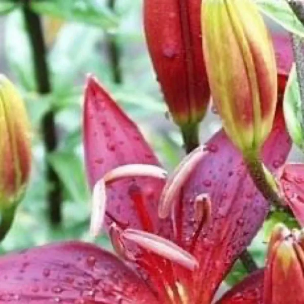 Red lilies with raindrops on petals.