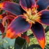 Dark orange and black lily flower.
