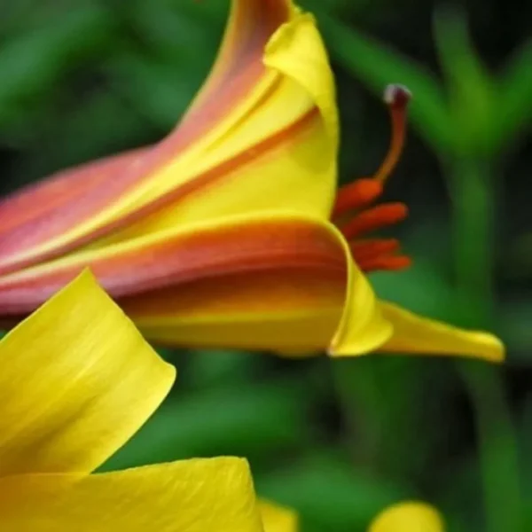 Yellow and red lily flower bloom.