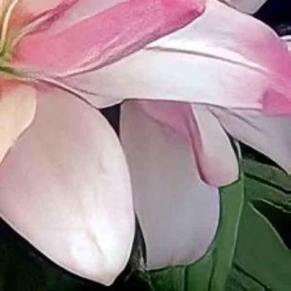 Pink lily flower petals close-up.