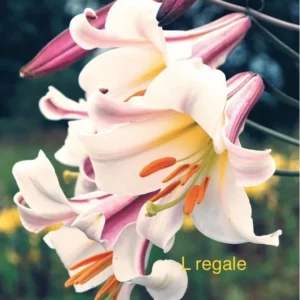 Regale lilies, elegant white blooms.