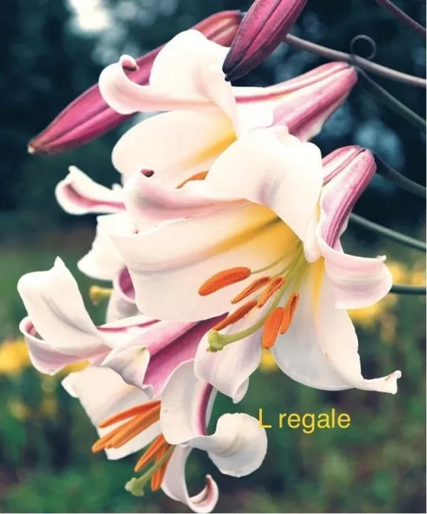 Regale lilies, elegant white blooms.