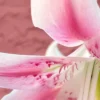 Close-up speckled pink lily petals