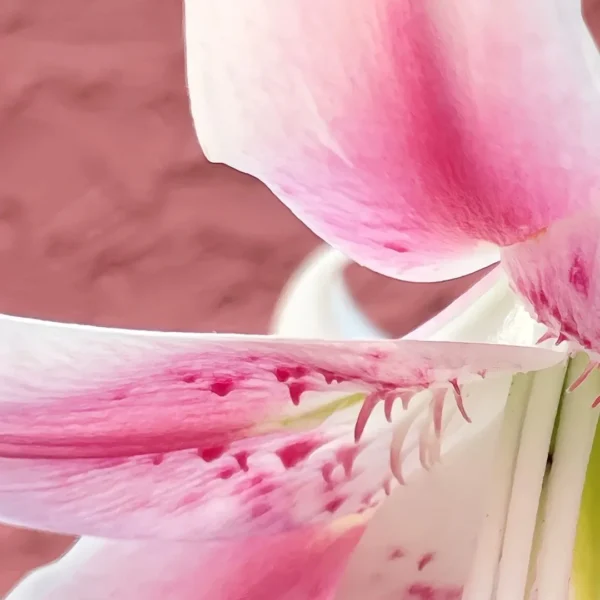Close-up speckled pink lily petals